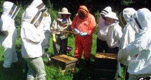 کارگاه آموزشی پرورش زنبورعسل