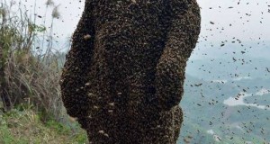 پوشش زنبور عسل