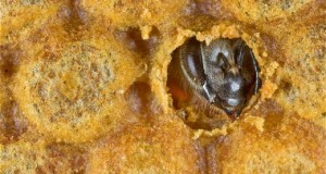 سن پرورش زنبور عسل