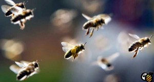 پرواز زنبوران عسل
