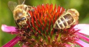 گرده افشانی زنبور عسل